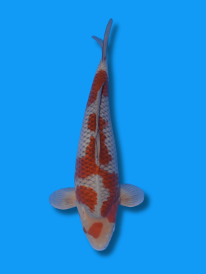 Ochiba Shigure | Koi&Co.